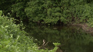 Crocodile hidden at water's surface