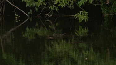 Crocodile hidden at water's surface