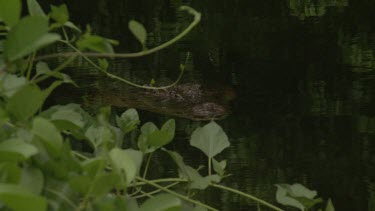 Crocodile hidden at water's surface