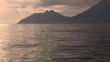 Whale blow and fluke at the water's surface