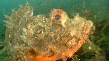 Close up of a Painted Scorpionfish