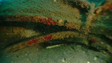 White-Eyed Moray Eel swimming by a rock