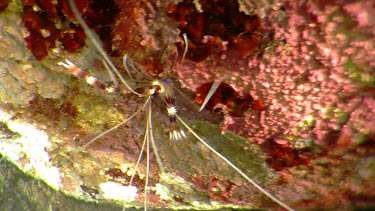 Banded Coral Shrimp and small Cleaner Shrimp on a rock