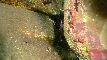 Banded Coral Shrimp and Dancing Shrimp on a rock