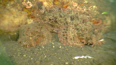 Poss's Scorpionfish camouflaged underwater