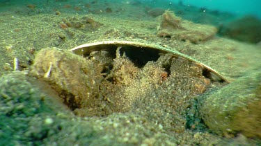Close up of Coconut Octopus hiding under a spoon