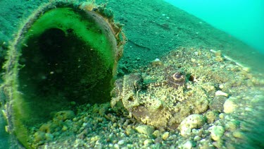 Spiny Devilfish on the ocean floor