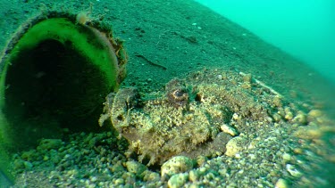 Spiny Devilfish on the ocean floor