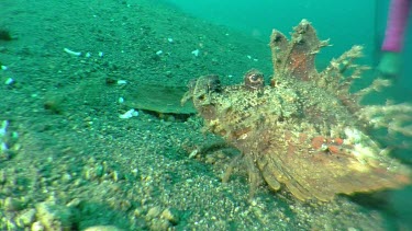 Spiny Devilfish on the ocean floor