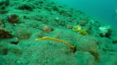 Short-Tailed Pipefish on the ocean floor