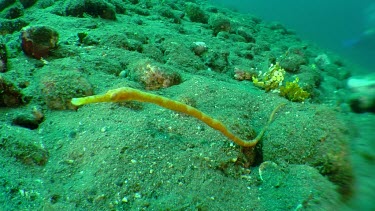 Short-Tailed Pipefish on the ocean floor