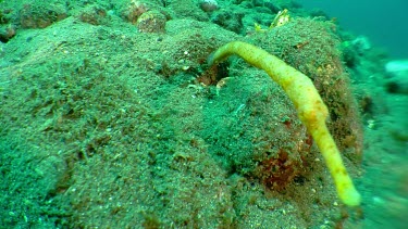 Close up of Short-Tailed Pipefish on the ocean floor