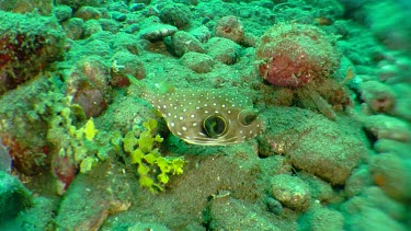 Close up of White-Spotted Pufferfish