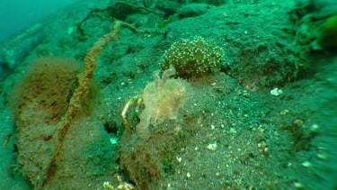 Cuttlefish swimming along the ocean floor