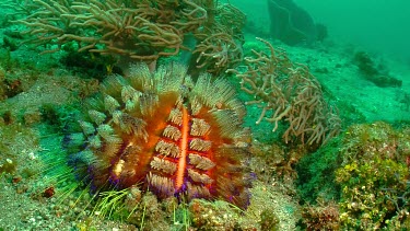Fire Urchin on a reef