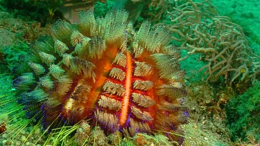 Fire Urchin on a reef