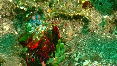 Peacock Mantis Shrimp lying on its back