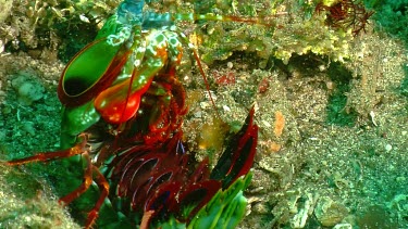 Peacock Mantis Shrimp lying on its back