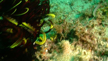 Peacock Mantis Shrimp walking on a reef