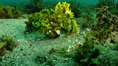 Green Weedy Scorpionfish swimming along the ocean floor