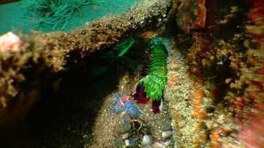 Peacock Mantis Shrimp on a reef