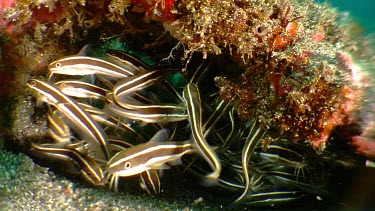 School of Catfish swimming under a reef