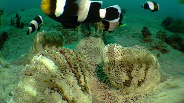 Saddleback Clownfish on a reef