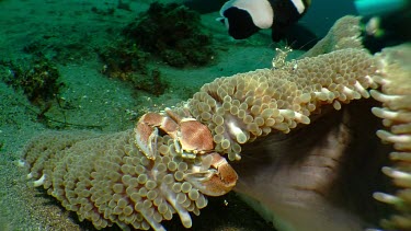 Porcelain Crab under an Anemone