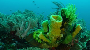 Feather Star and Soft Coral on a reef