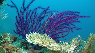 Purple Soft Coral