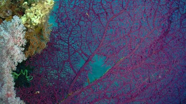 Close up of purple Gorgonian sea fan