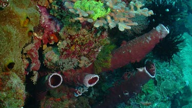 Various corals