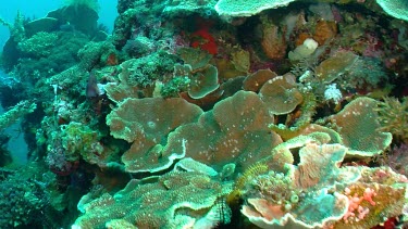 Along the corals