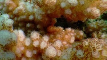 Close up of Soft Coral