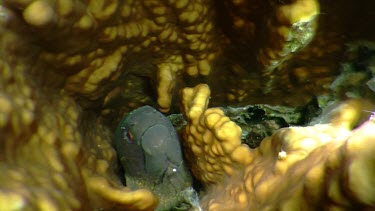 Close up of Moray Eel discovering the camera