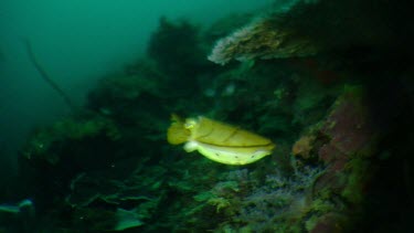 Yellow Cuttlefish on a reef