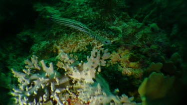Trumpetfish swimming by a reef