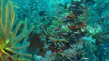Coral reef teeming with small fish