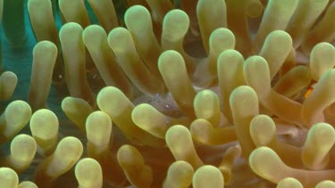 False Clownfish and Sarasvati Anemone Shrimp on Anemone