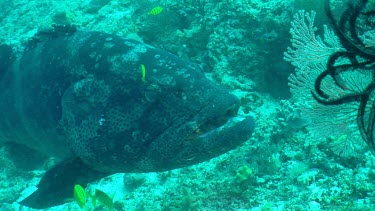 Close up of Flowery Cod mouth and face