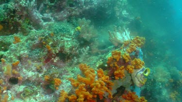 Steaming underwater volcanic vent in coral reef