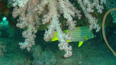 Yellow-Ribbon Sweetlips swimming in Soft Coral
