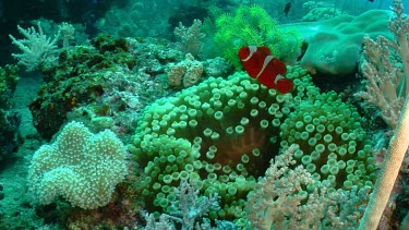 Spinecheek Clownfish in Anemone