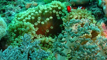 Spinecheek Clownfish in Anemone