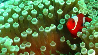 Close up of male and female Spinecheek Clownfish in Anemone