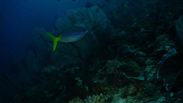 School of Yellowtail Fusiliers swim by a sea fan