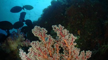 Large school of Surgeonfish over coral reef