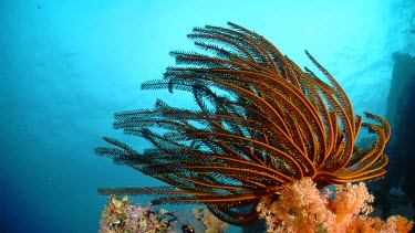 Feather Star on a reef
