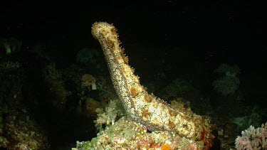 Blackspotted Sea Cucumber with rear end raised in water column