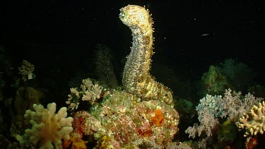 Blackspotted Sea Cucumber with rear end raised in water column